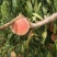 早丰王，红不软，赵王等品种鲜桃上市