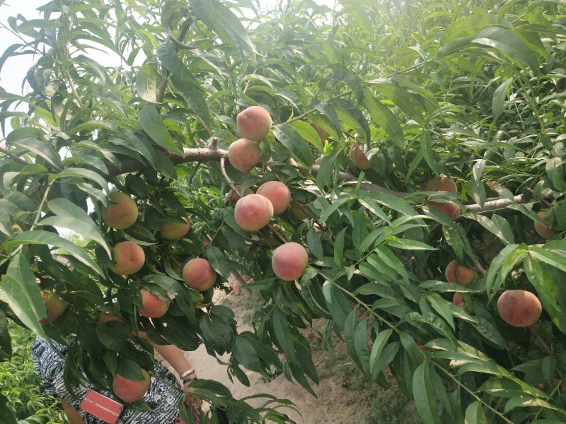 早丰王，红不软，赵王等品种鲜桃上市