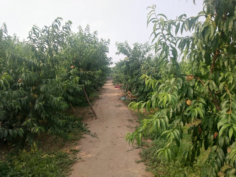 早丰王，红不软，赵王等品种鲜桃上市
