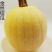 金丝绞瓜