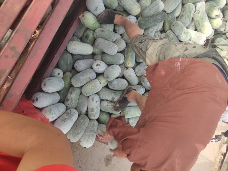 水果冬瓜，重量2斤到4斤左右，长度15公分到25公分，
