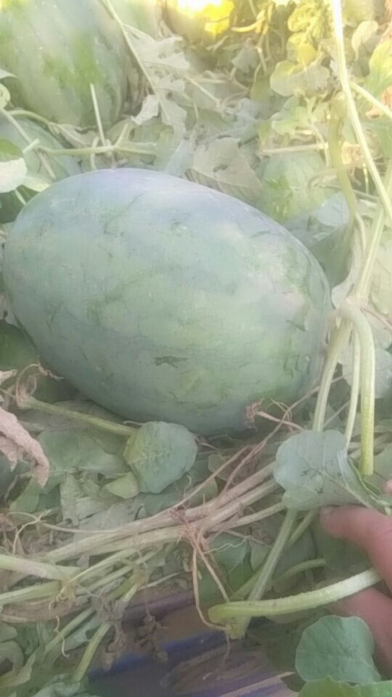 龙卷风西瓜