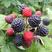 树莓苗，黑树莓苗，果大，抗寒，黑色，果甜，全国可种植。