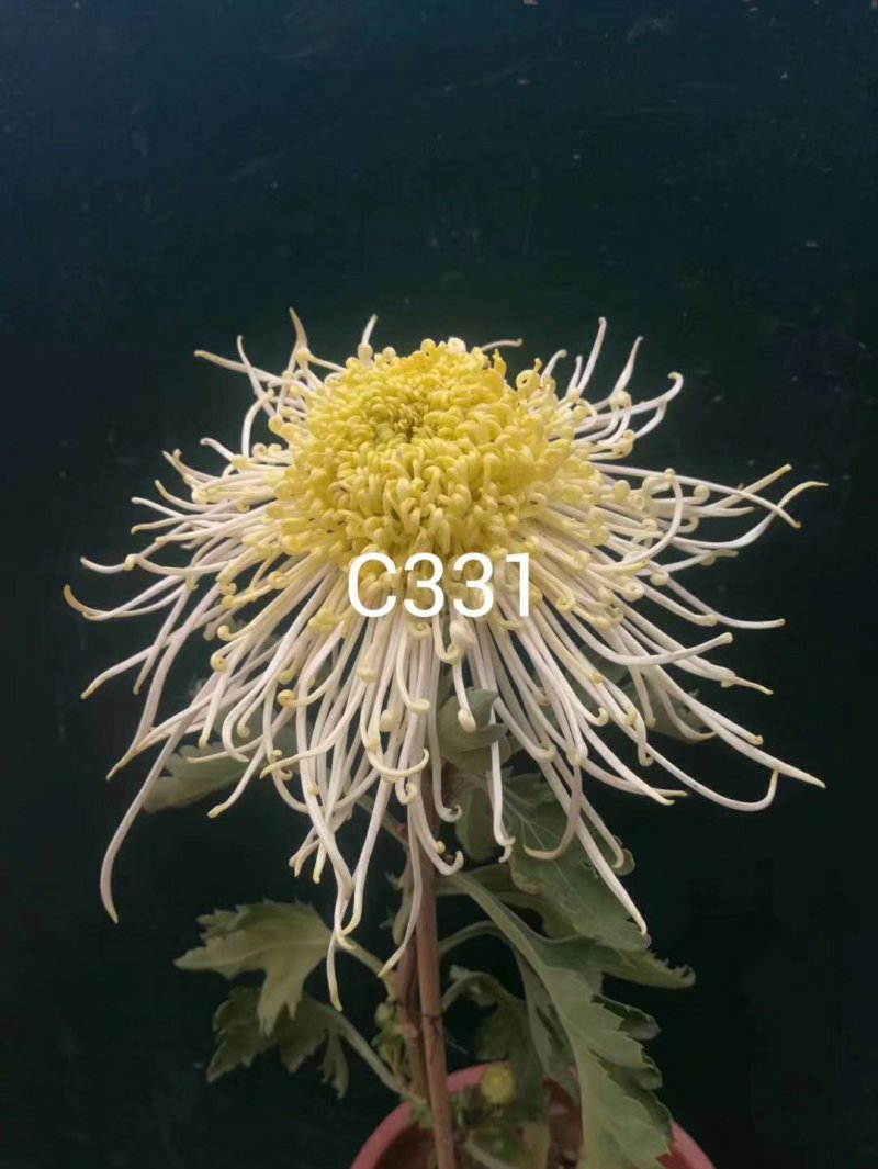 大花菊花龙须菊小苗穴盘苗