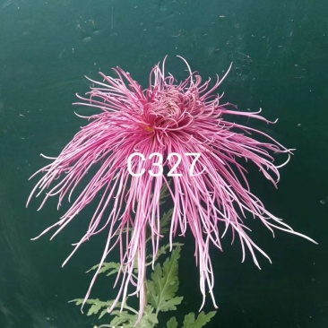 大花菊花龙须菊小苗穴盘苗