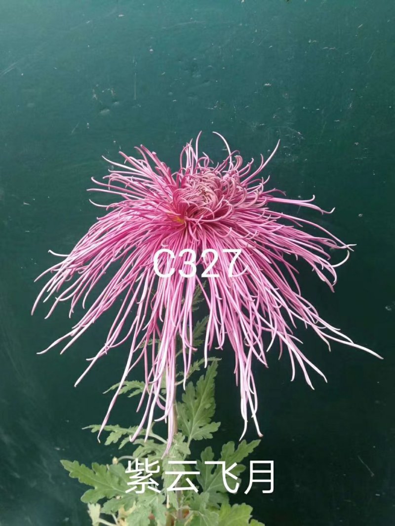 大花菊花龙须菊小苗穴盘苗