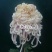 大花菊花龙须菊小苗穴盘苗