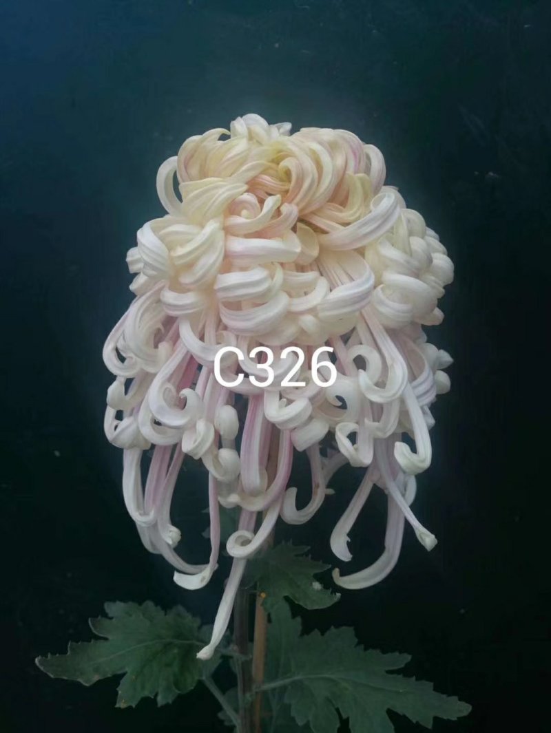 大花菊花龙须菊小苗穴盘苗