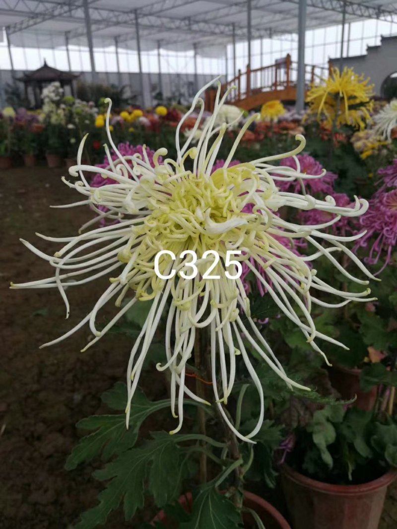 大花菊花龙须菊小苗穴盘苗