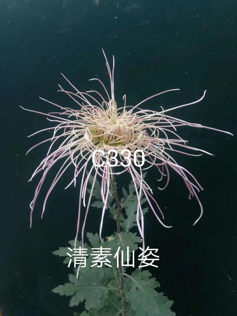 大花菊花龙须菊小苗穴盘苗