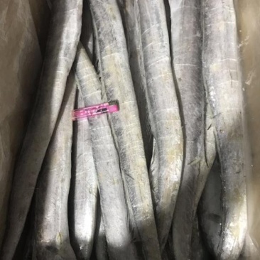冻品带鱼