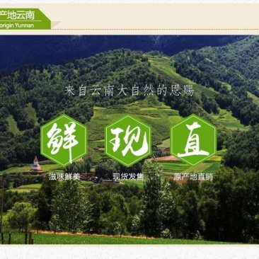 云南黑帽鸡枞