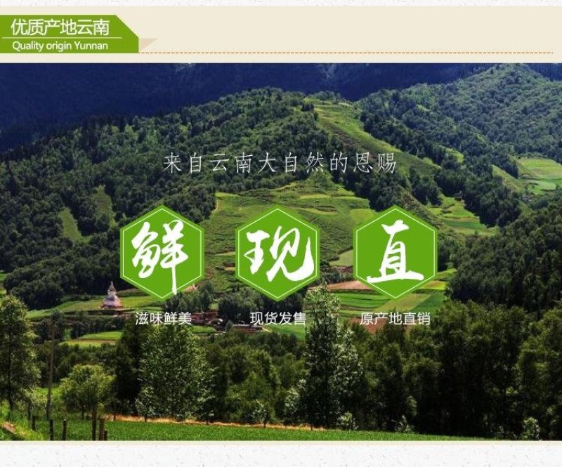 云南黑帽鸡枞
