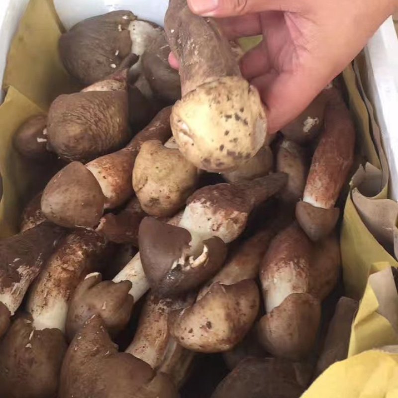 云南黑帽鸡枞