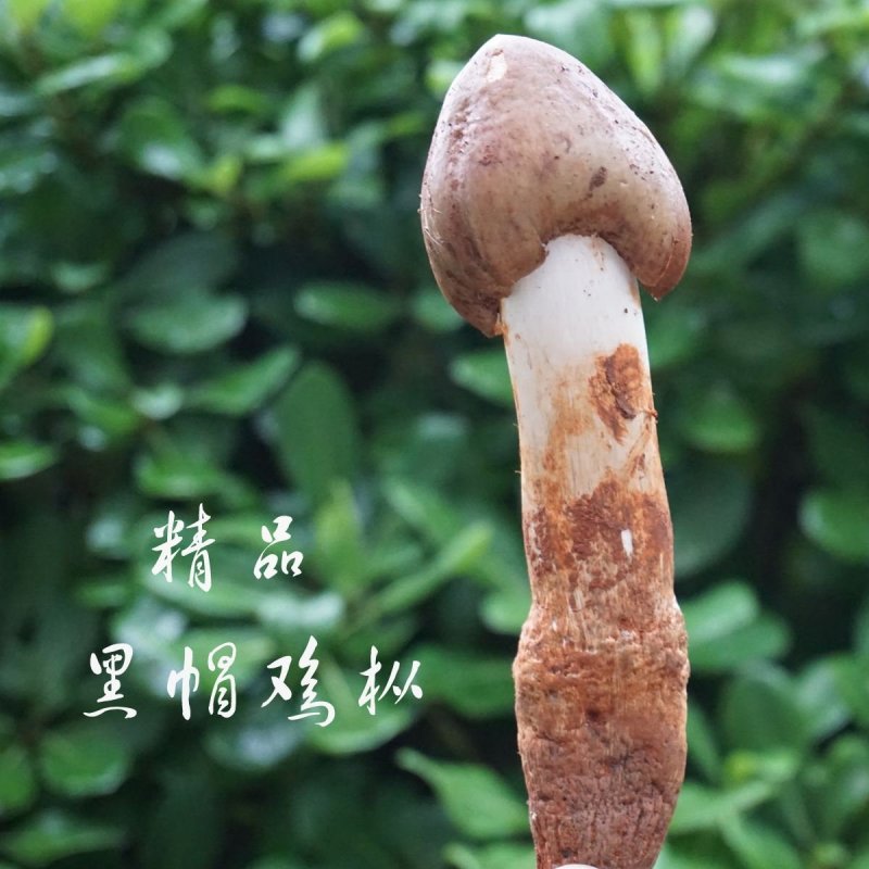 云南黑帽鸡枞