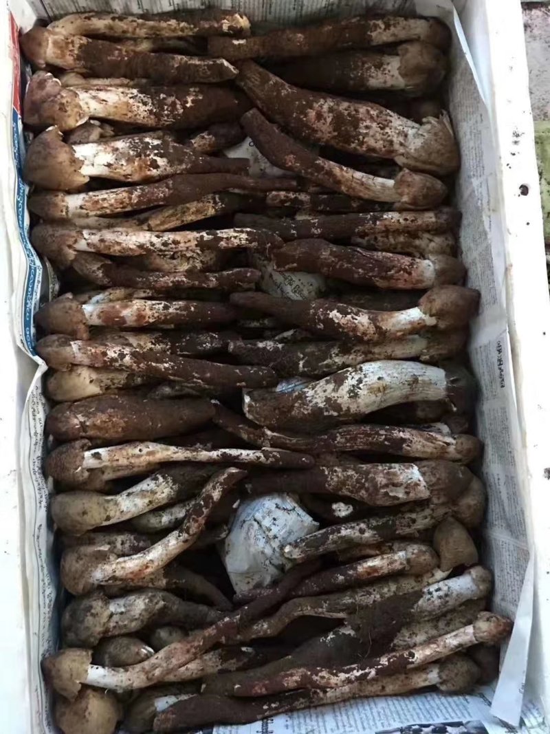 云南黑帽鸡枞