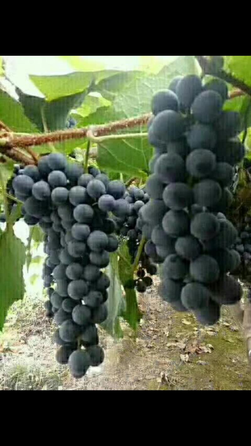 黑葡萄。紫秋葡萄，山葡萄。高山二号。酒葡萄