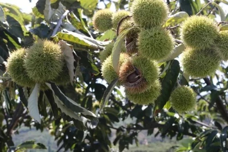 沂农特产，蜜汁板栗，量大优惠