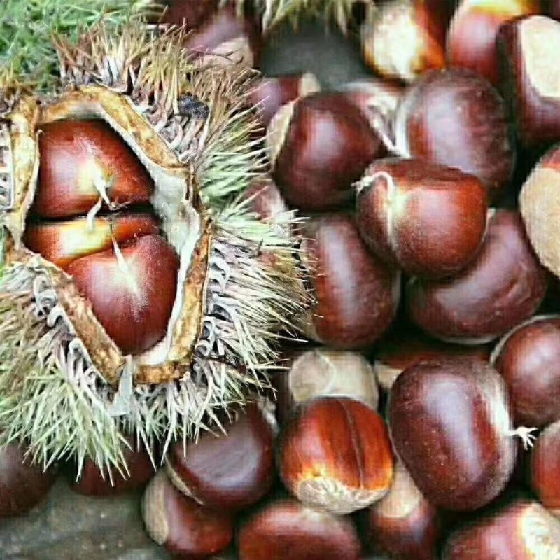 沂农特产，蜜汁板栗，量大优惠