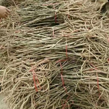 牡丹苗，菏泽牡丹苗，1—3年苗，保成活，包回收，现要现挖
