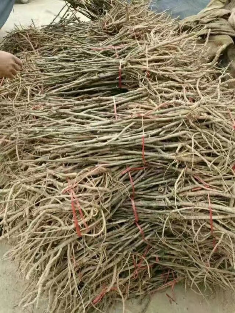 牡丹苗，菏泽牡丹苗，1—3年苗，保成活，包回收，现要现挖