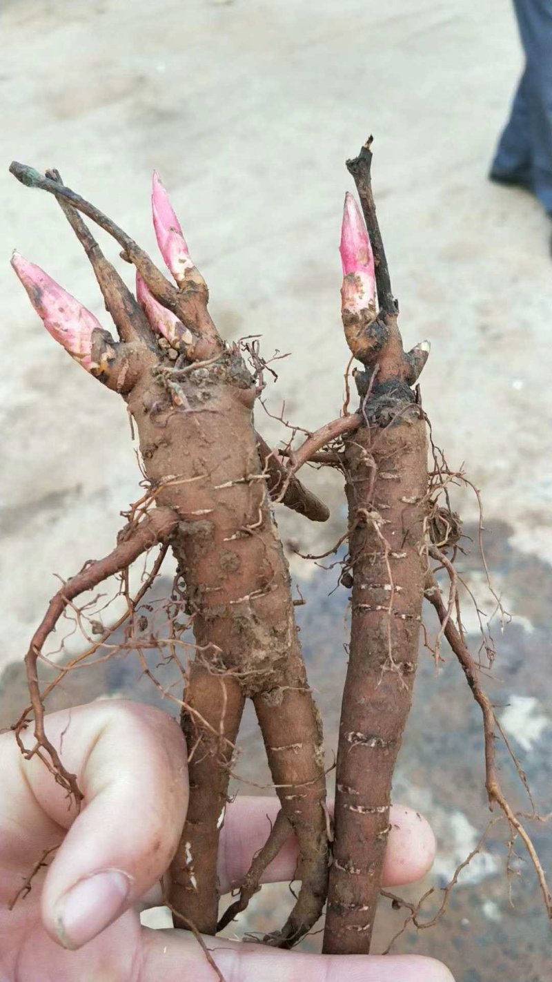 药用赤芍白芍药苗，保成活，保证质量，现要现挖，保回收