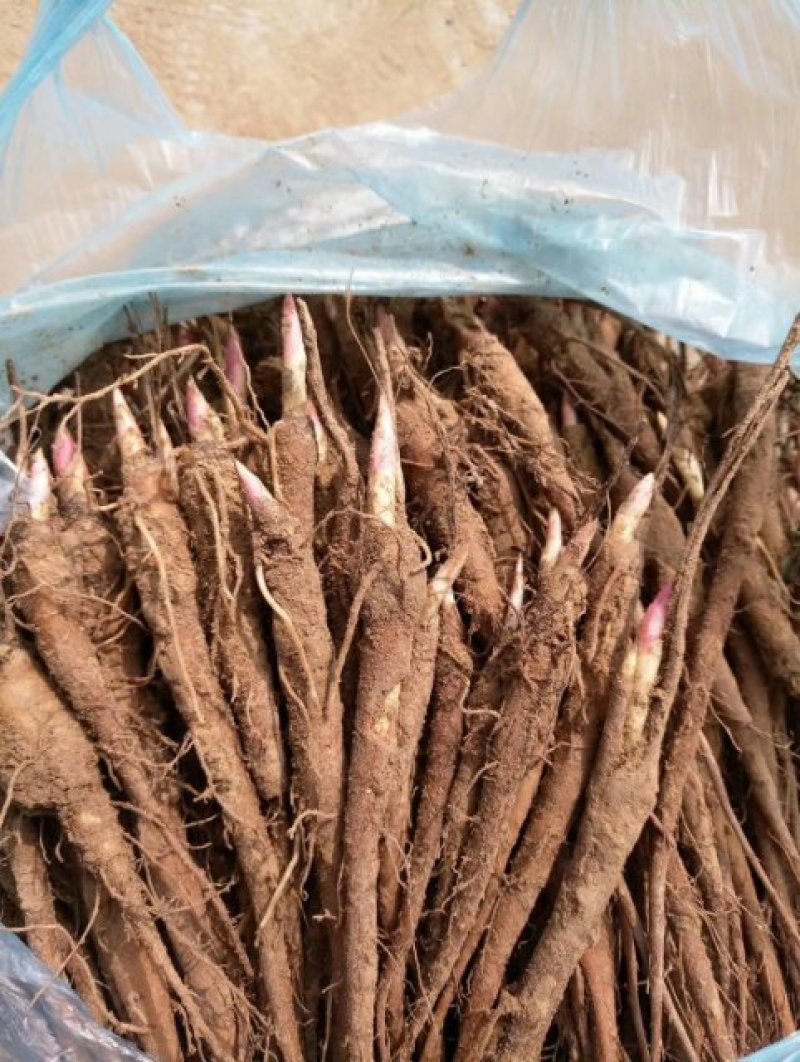 药用赤芍白芍药苗，保成活，保证质量，现要现挖，保回收