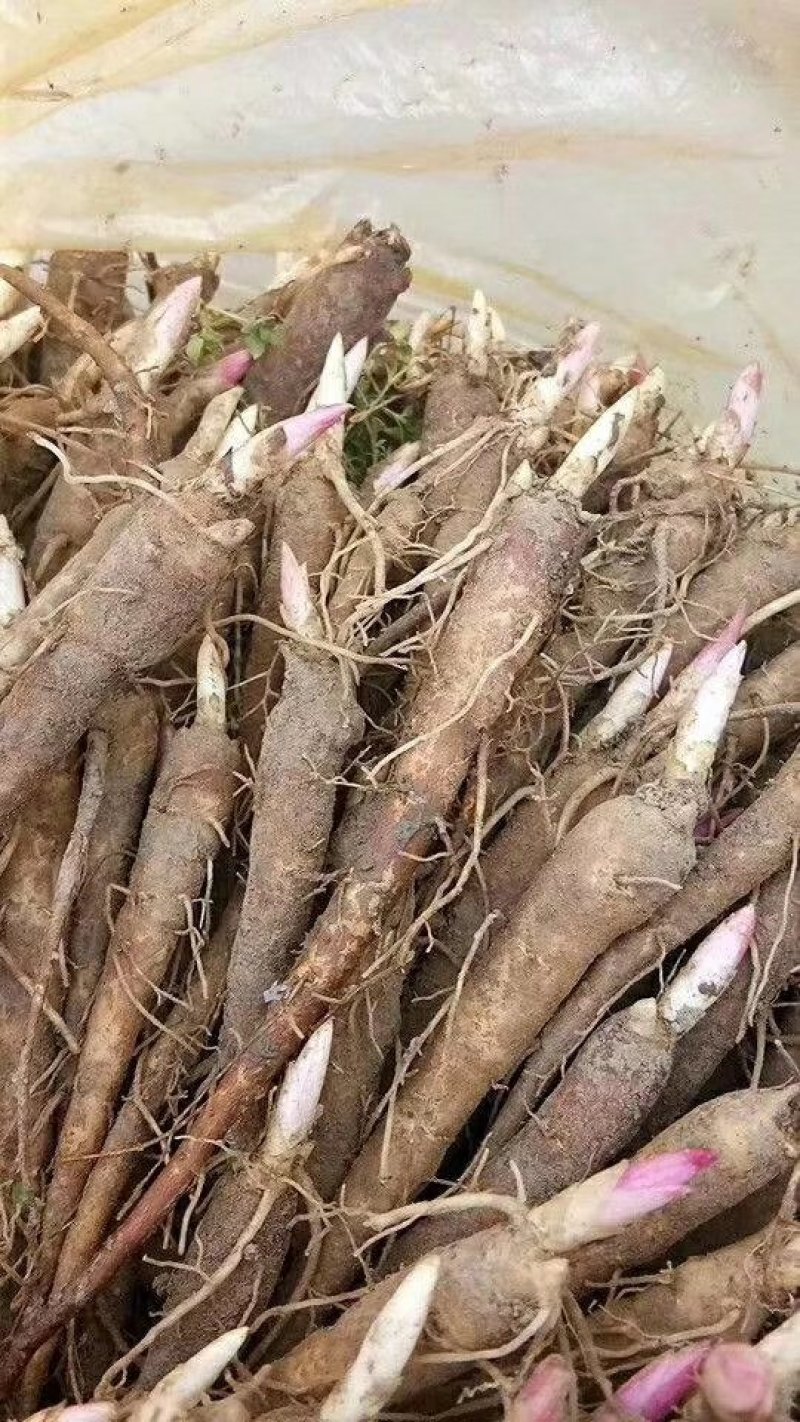 药用赤芍白芍药苗，保成活，保证质量，现要现挖，保回收