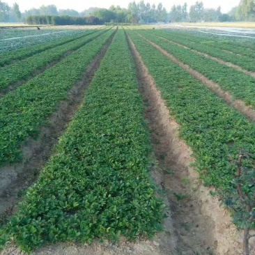 药用赤芍白芍药苗，保成活，保证质量，现要现挖，保回收