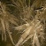 药用赤芍白芍药苗，保成活，保证质量，现要现挖，保回收