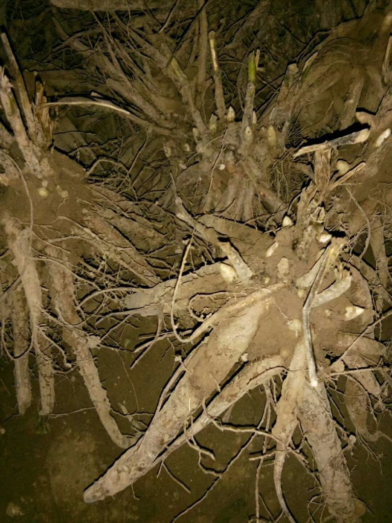 药用赤芍白芍药苗，保成活，保证质量，现要现挖，保回收