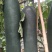优质黑皮冬瓜（吊瓜），颜色鲜亮，品质优良，口感清脆，佳品