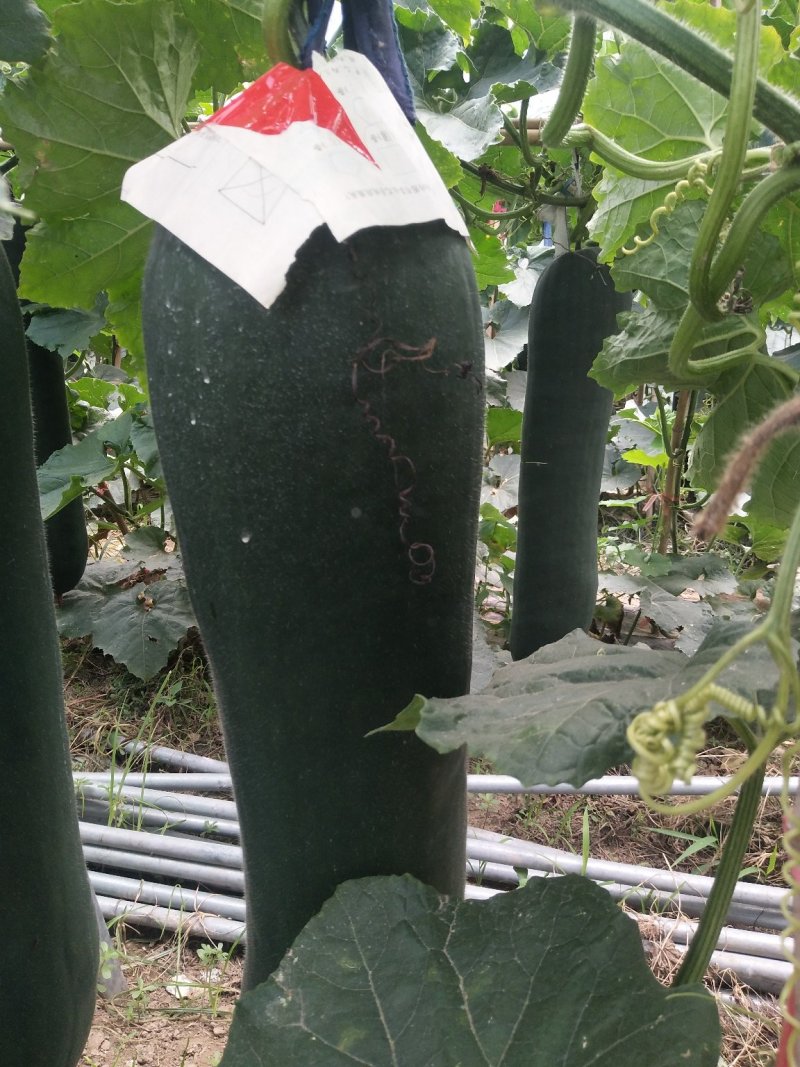 优质黑皮冬瓜（吊瓜），颜色鲜亮，品质优良，口感清脆，佳品