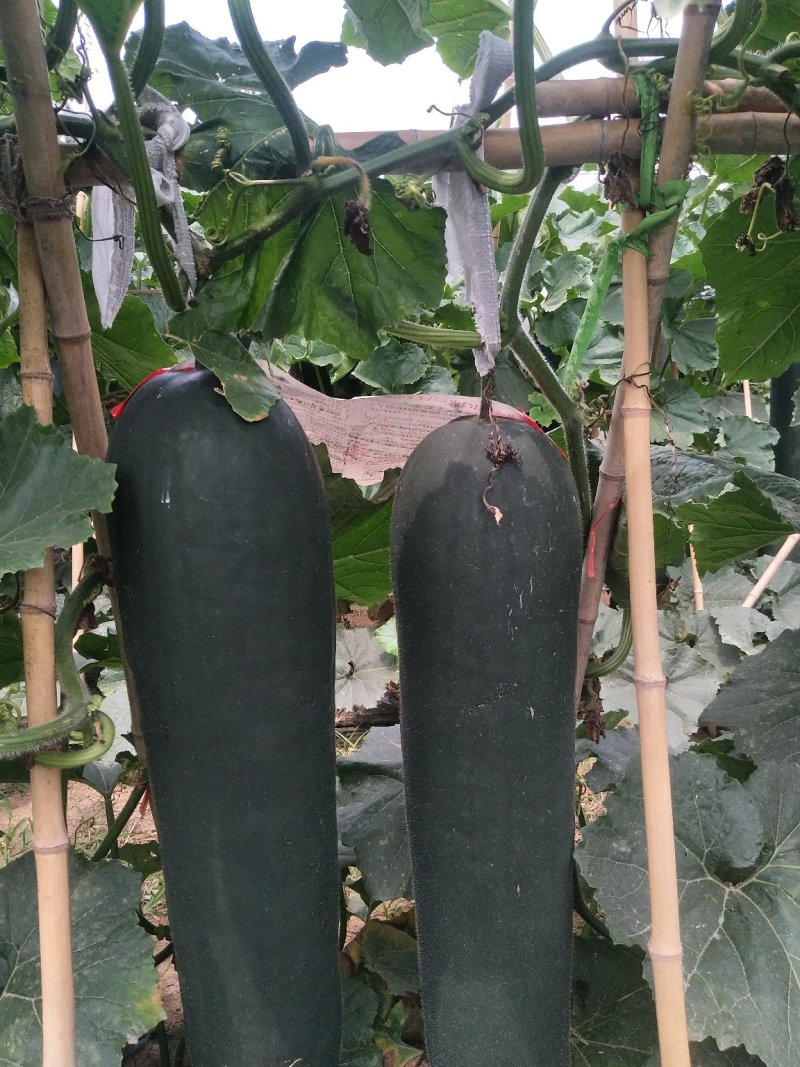 优质黑皮冬瓜（吊瓜），颜色鲜亮，品质优良，口感清脆，佳品