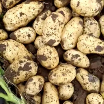 荷兰十五土豆大量供应产地直发全国货源充足
