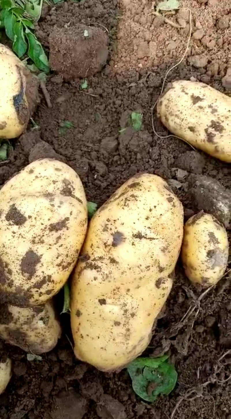 荷兰十五土豆大量供应产地直发全国货源充足