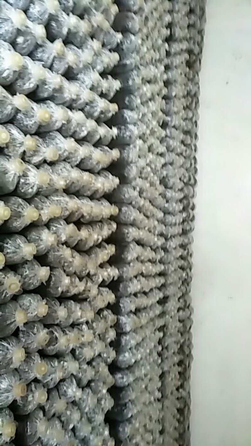 平菇菌种二级种