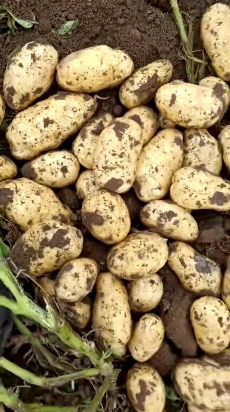 土豆大量供应货源直供全国客商保质保量