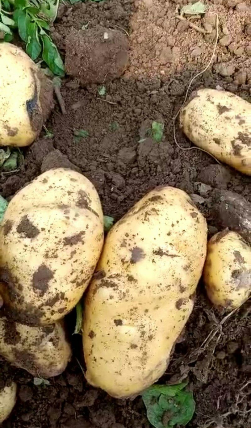 土豆大量供应货源直供全国客商保质保量