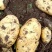 土豆大量供应货源直供全国客商保质保量