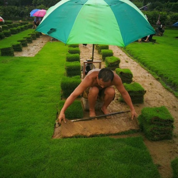 马尼拉草卷