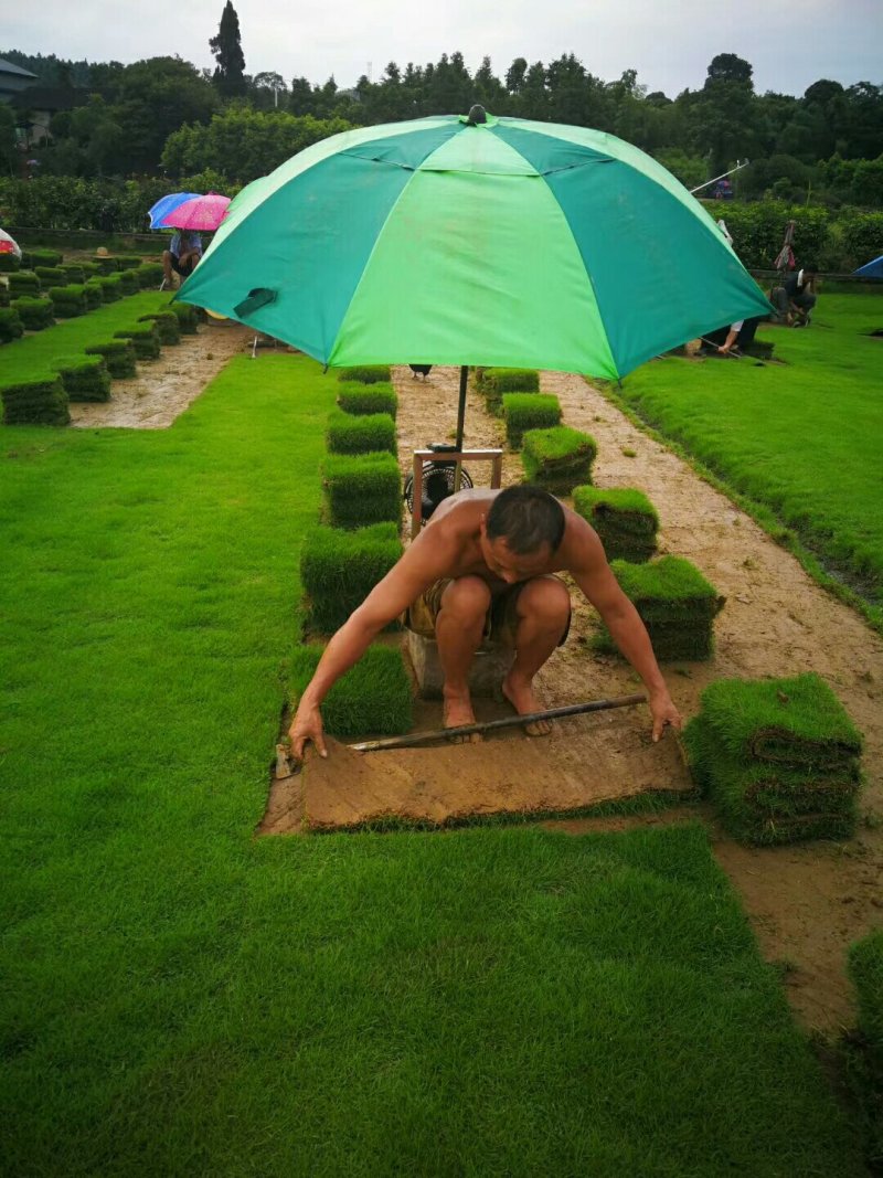 马尼拉草卷