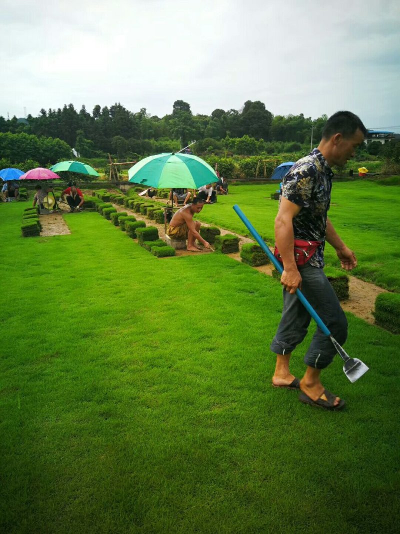 马尼拉草卷