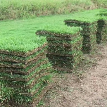 马尼拉草块