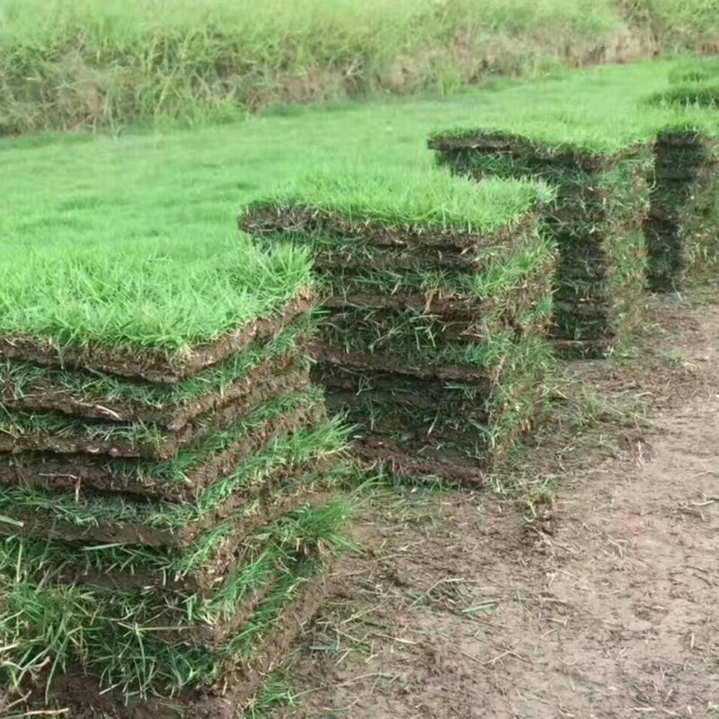 马尼拉草块