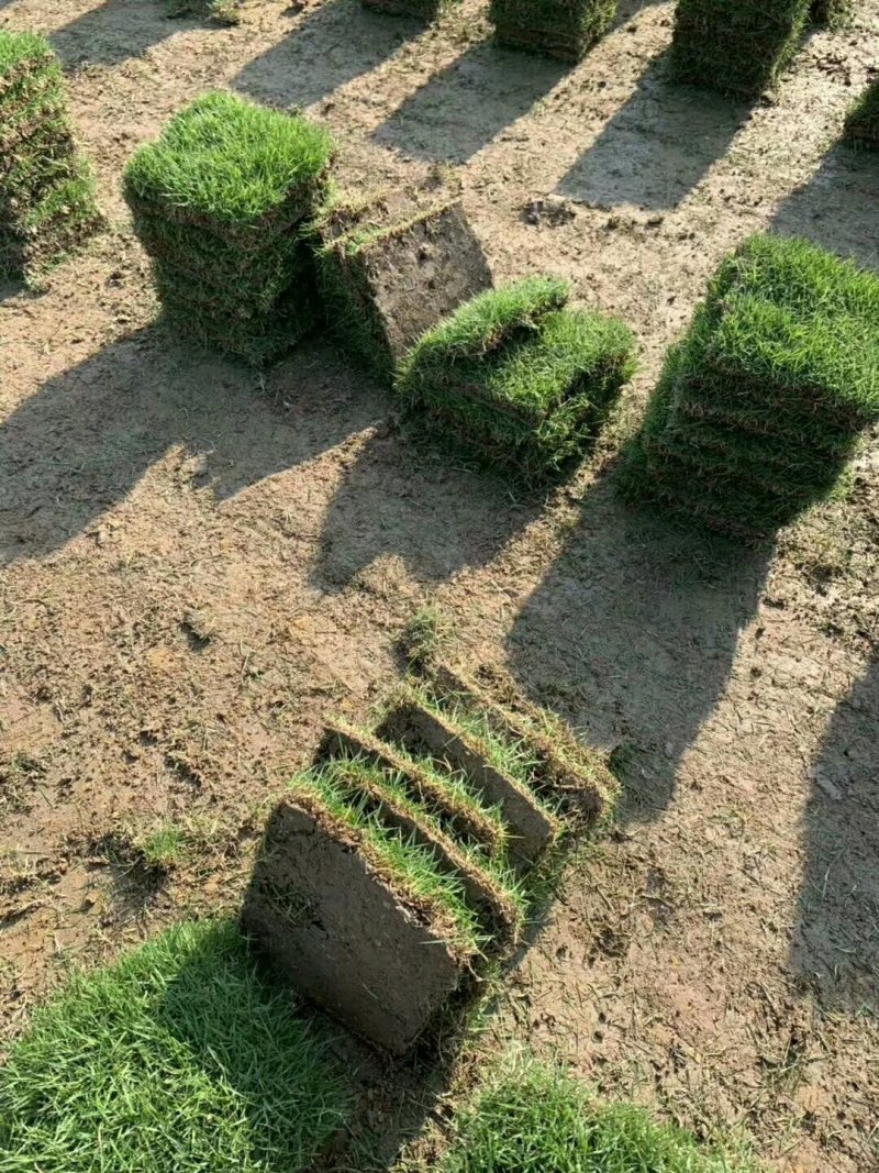 马尼拉草块