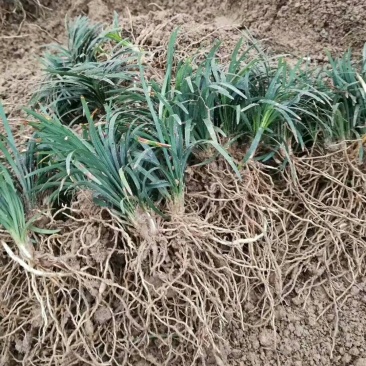 玉龙草