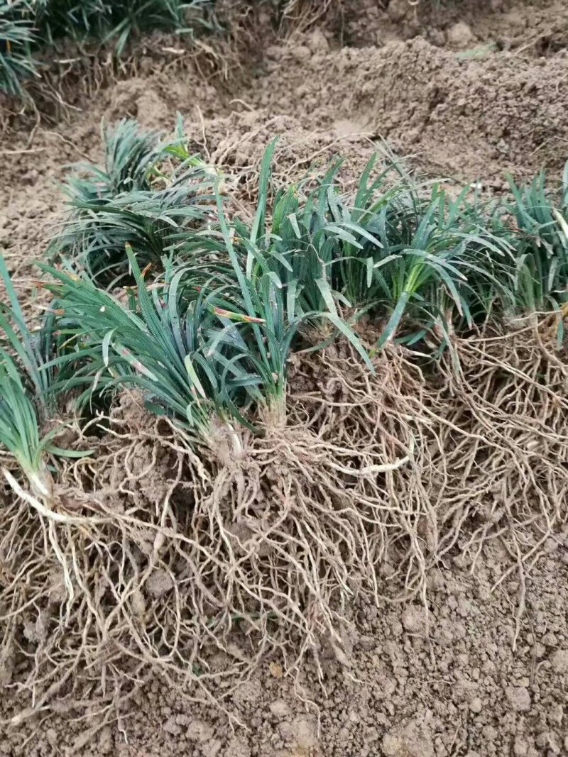 玉龙草