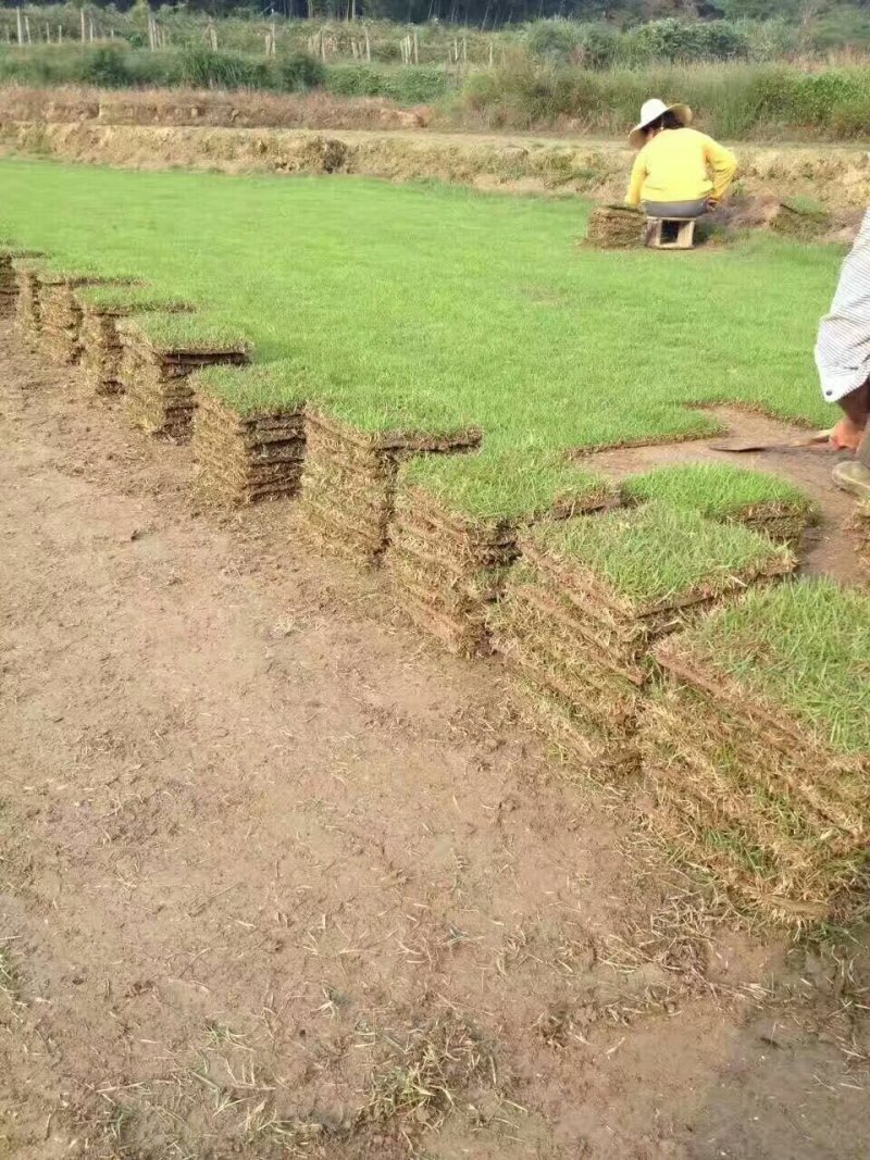 兰引三号草皮，兰引三号种植基地