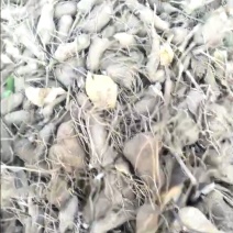 白术芽白术种苗